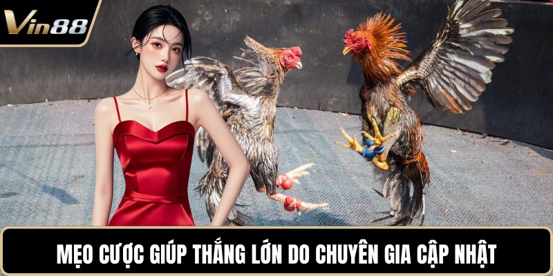 Mẹo cược giúp thắng lớn do chuyên gia cập nhật