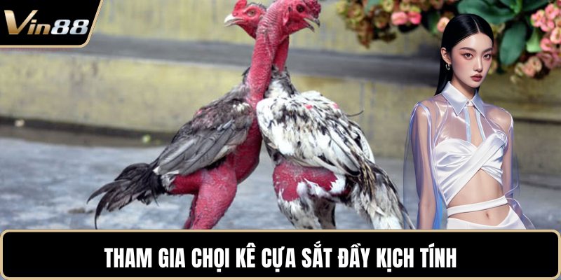 Tham gia chọi kê cựa sắt đầy kịch tính