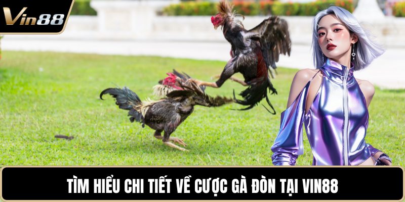 Tìm hiểu chi tiết về cược gà đòn tại VIN88