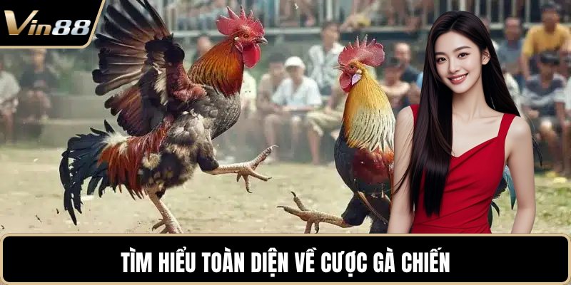 Tìm hiểu toàn diện về cược gà chiến